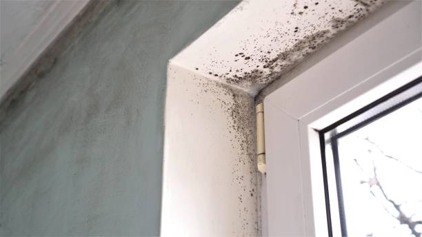 Best Black Mold Removal  in Myersville, MD