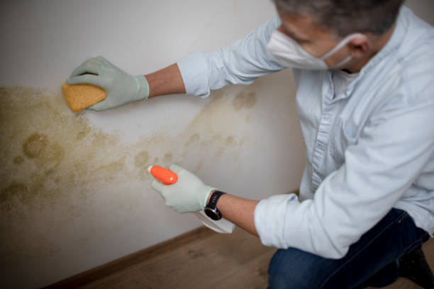 Best Emergency Mold Removal  in Myersville, MD