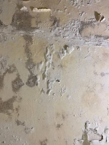 Best Attic Mold Removal  in Myersville, MD