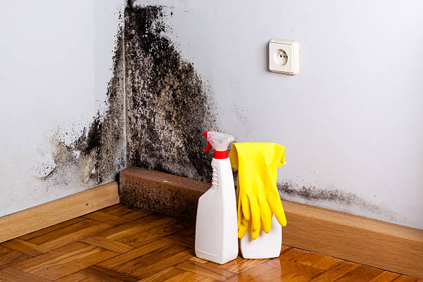 Best Mold Inspection  in Myersville, MD